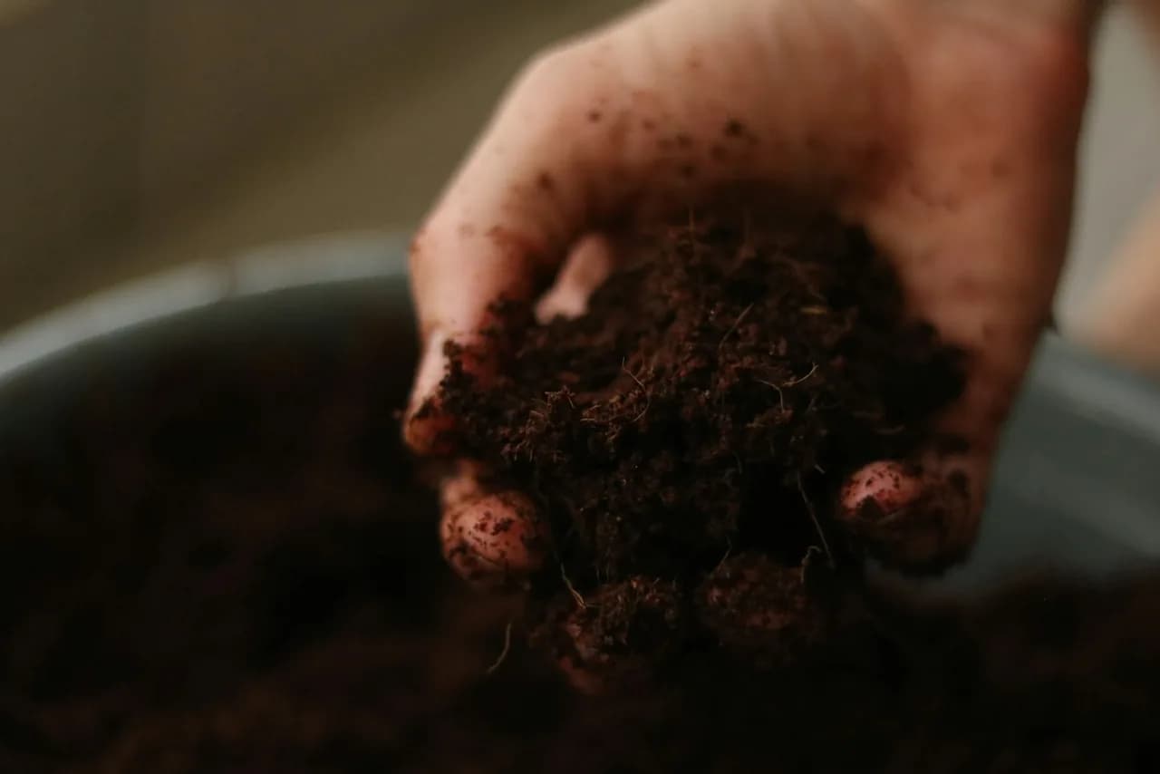 Hände voll dunkler, gesunder Gartenerde