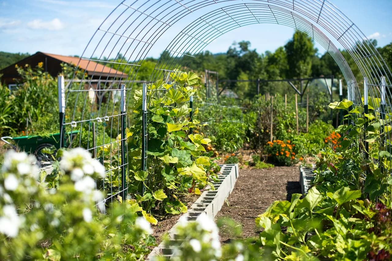 Sommerlicher Kleingarten mit Beeten, Wegen und einem Pflanzbogen