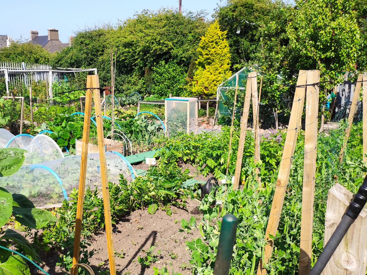 Gemüsebeet im Garten mit Reihen junger Pflanzen